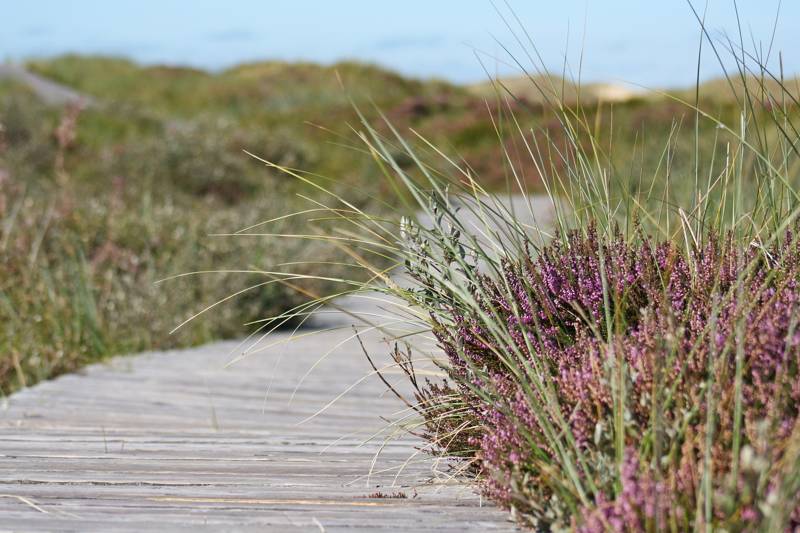 Wandelen in Noord Holland